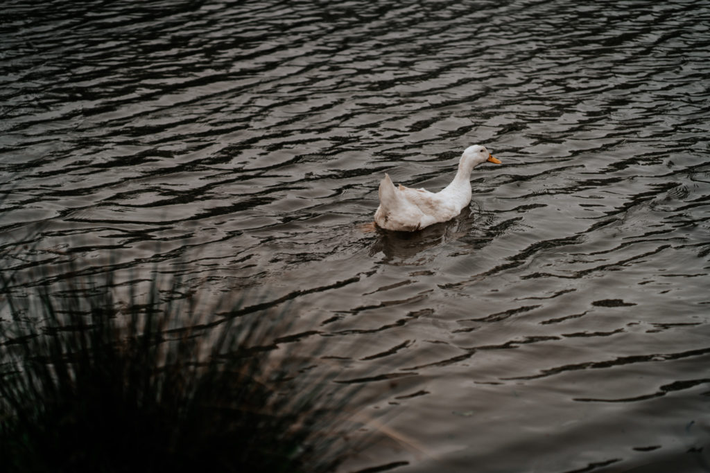 Duck at Villiers Barn