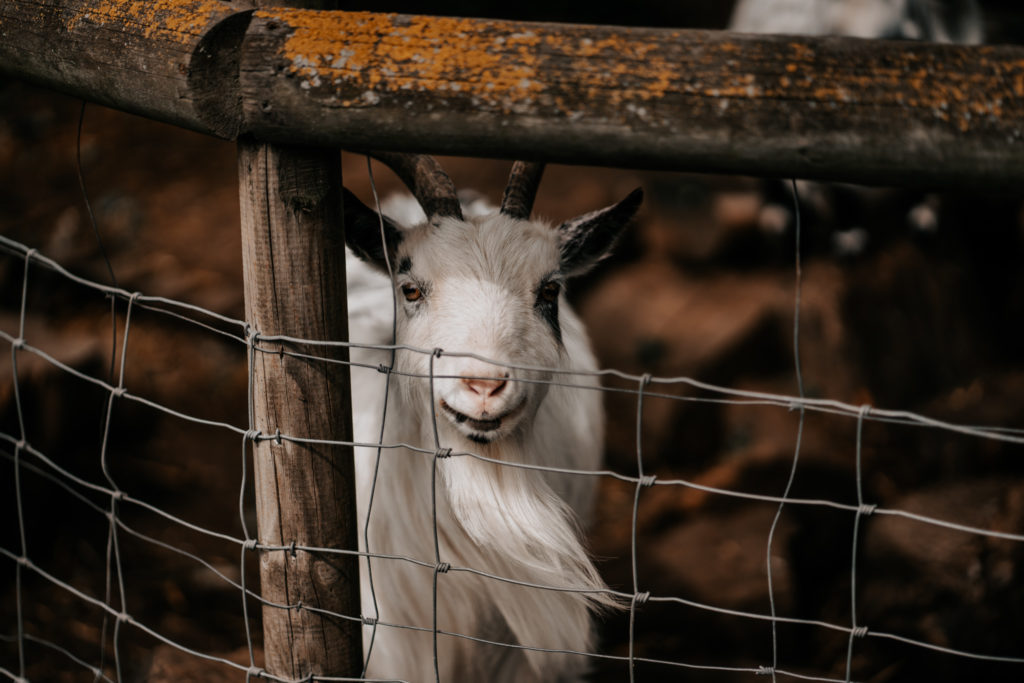Goat at Villiers Barn