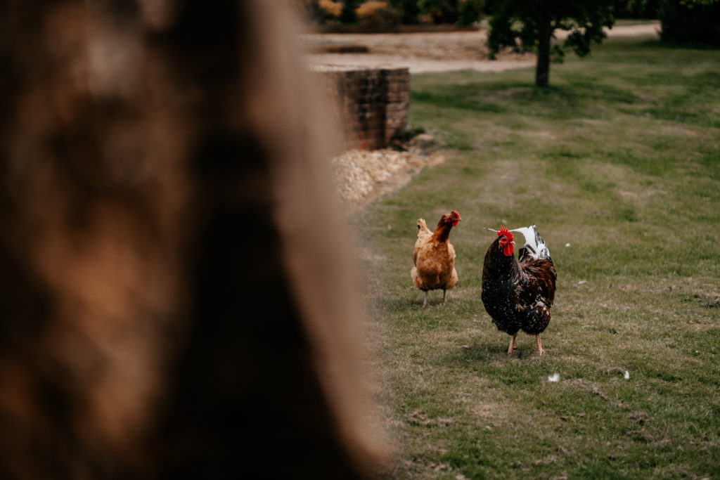 Chicken at Villiers Barn